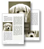 The puppy dog microsoft word template in yellow shows a young labrador retriever puppy. The puppy dog word template is ideal for any family pet, RSPCA, ASCPA, puppy, assistance dog, guide dog, animal rescue document, animal cruelty report, or dog publication.

Click the Puppy Dog word template thumbnail for color, pricing, and purchase options